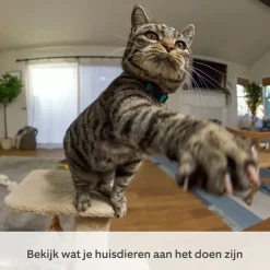 Ring Pan & Tilt Indoor Cam Zwart